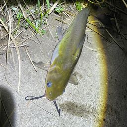 ナマズ