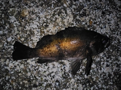 アオメバルの釣果