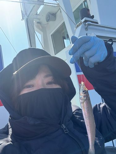 シロギスの釣果