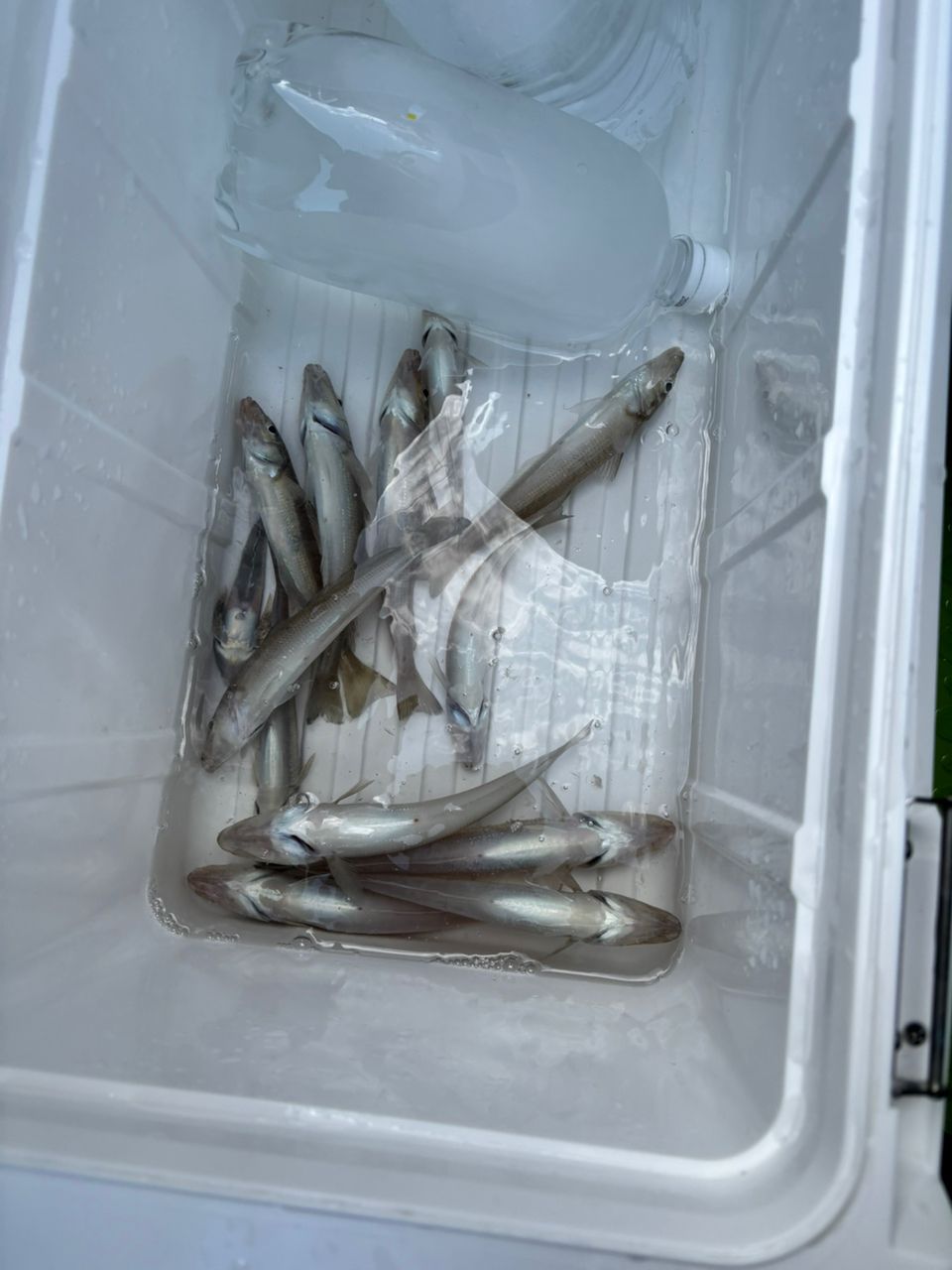 もふもふあきさんの釣果 2枚目の画像