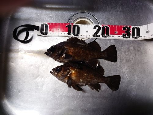 シロメバルの釣果