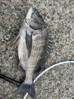 クロダイの釣果