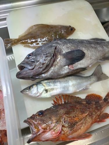 クロソイの釣果