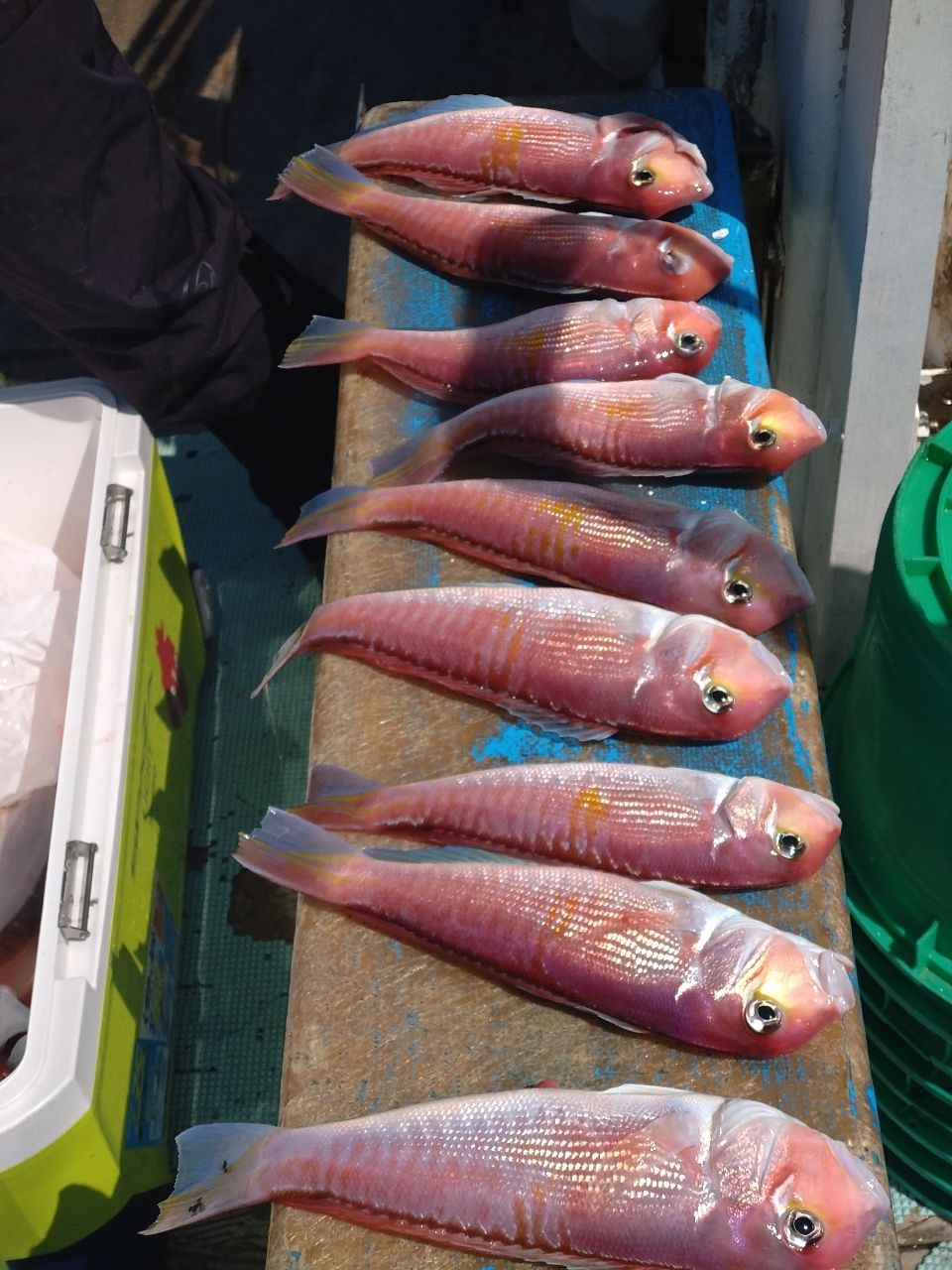三浦丸　船長さんの釣果 3枚目の画像