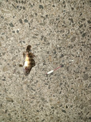 メバルの釣果