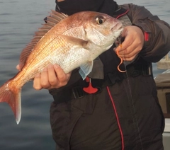 マダイの釣果