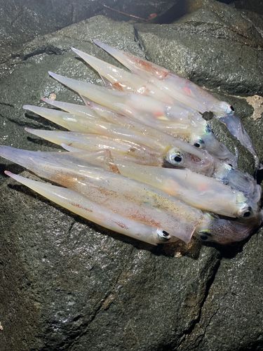 ヤリイカの釣果