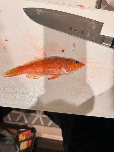 ヒメコダイの釣果