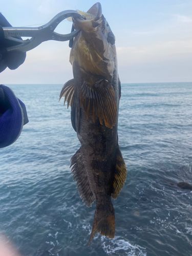 アイナメの釣果