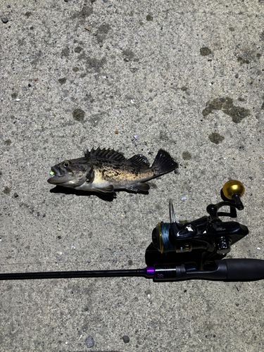 クロソイの釣果