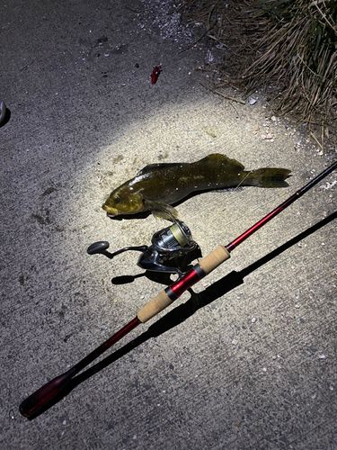 アイナメの釣果