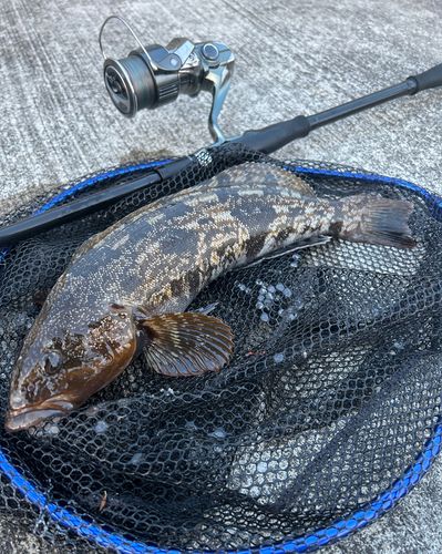 アイナメの釣果