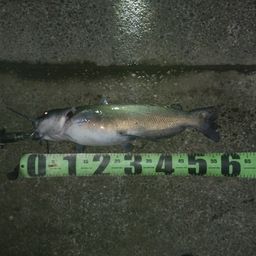 アメリカナマズ