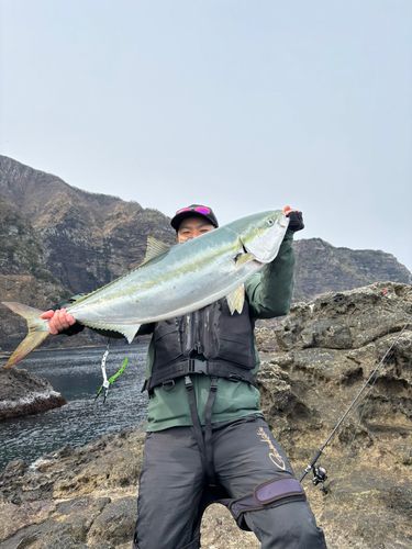ブリの釣果