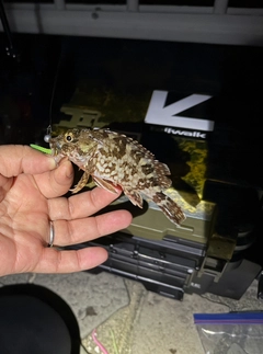 カサゴの釣果