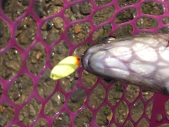 ニジマスの釣果