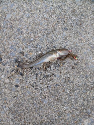 マハゼの釣果
