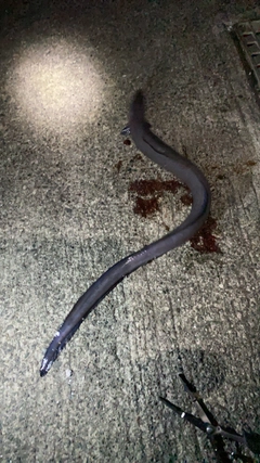 クロアナゴの釣果