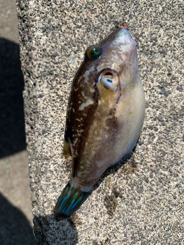 キタマクラの釣果