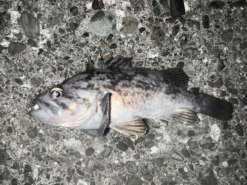 クロソイの釣果