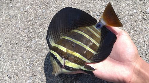 ヒメアイゴの釣果