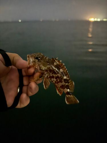 アラカブの釣果