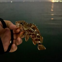 アラカブ