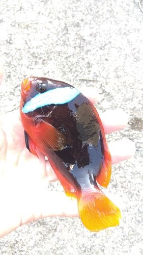 イスズミの釣果