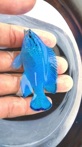 クマノミの釣果