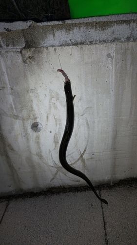 ウナギの釣果