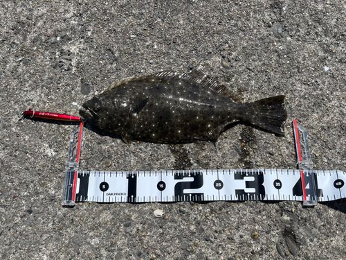 ヒラメの釣果