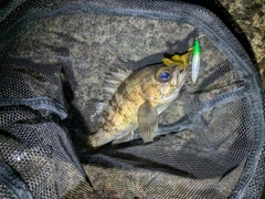 メバルの釣果