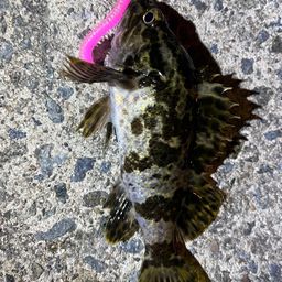 タケノコメバル