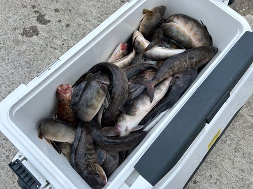 ホッケの釣果