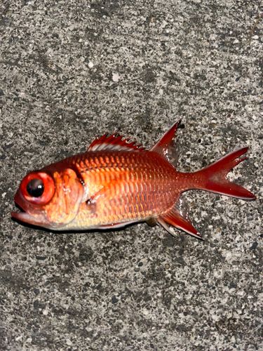 オオモンハタの釣果