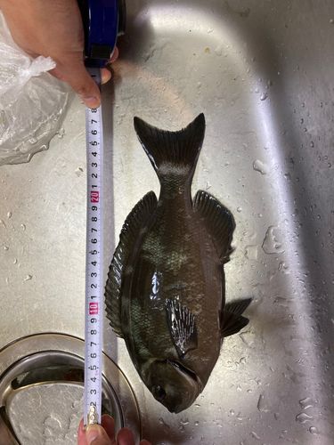 オナガグレ