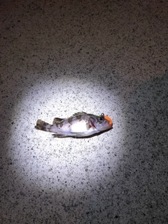 シロメバルの釣果