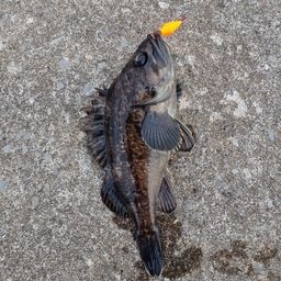クロソイ