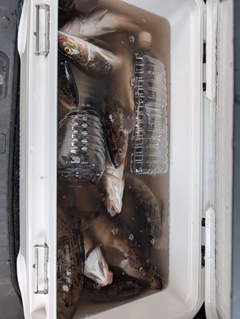 ホッケの釣果