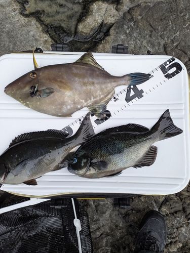 オナガグレの釣果