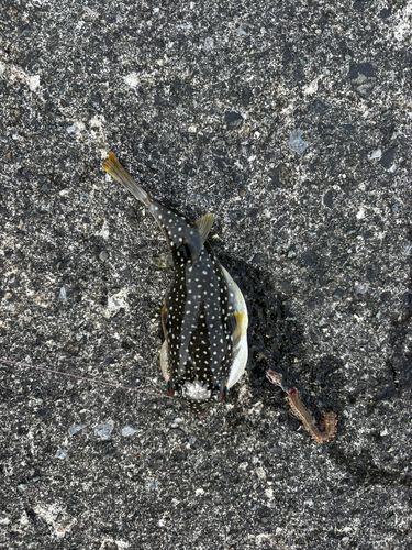 クサフグの釣果