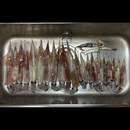 ヤリイカの釣果