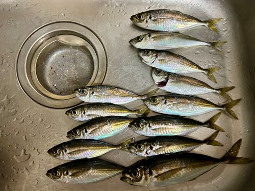 アジの釣果