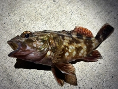 カサゴの釣果