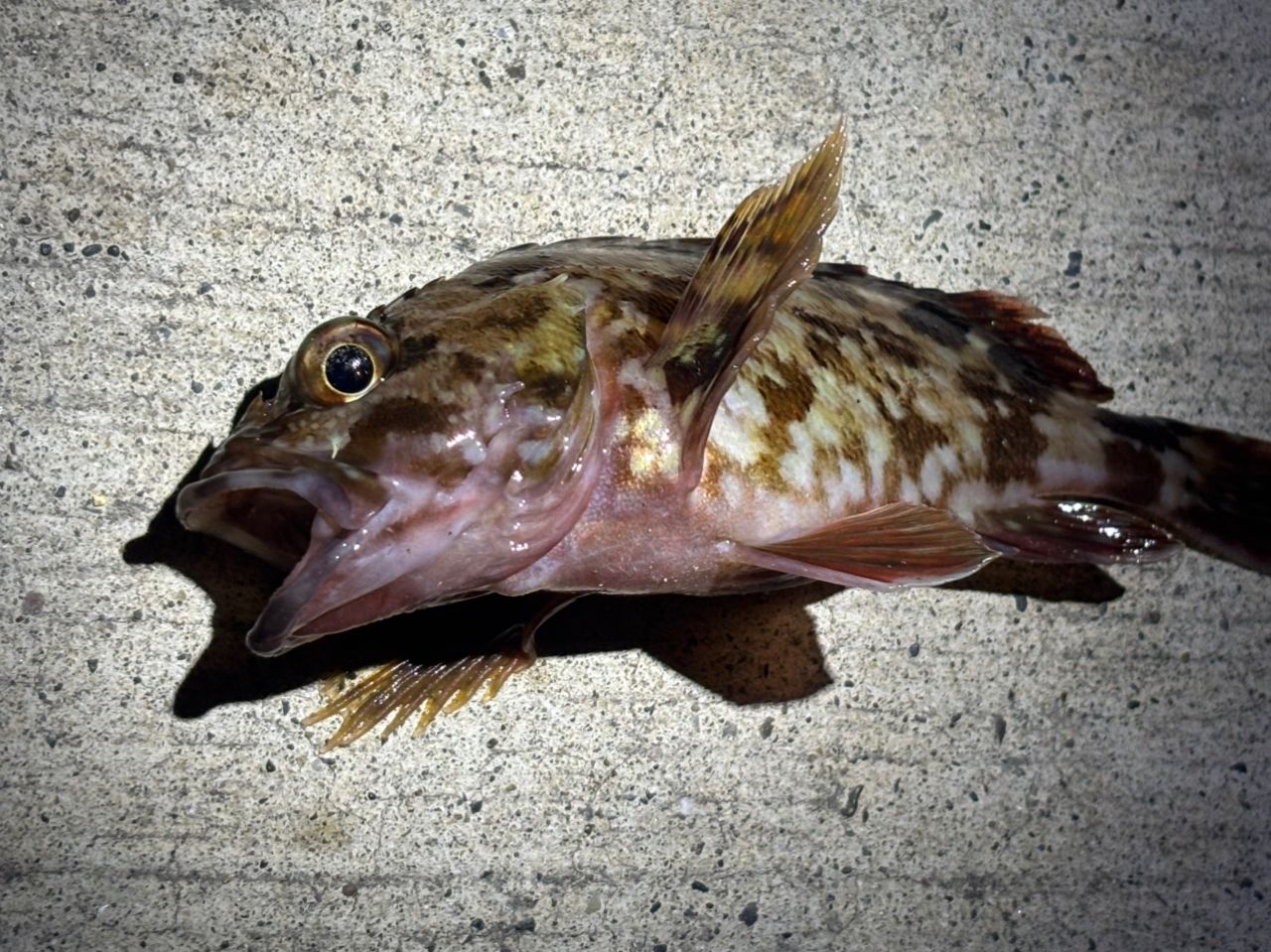 カサゴ