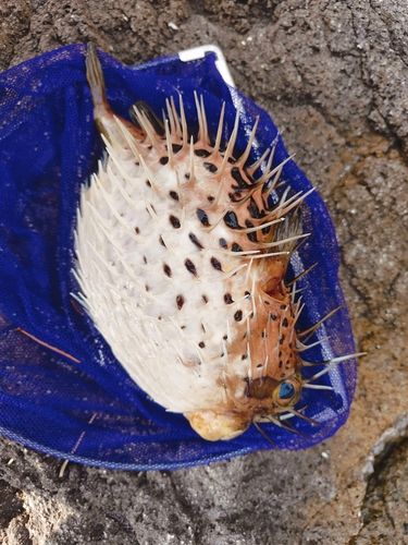 ハリセンボンの釣果