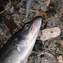 セイゴ(ヒラスズキ)