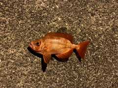 ホウセキキントキの釣果