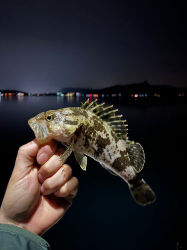 タケノコメバルの釣果