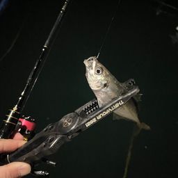 アジ